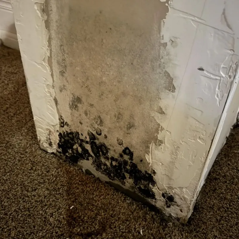 Professional Mold Removal in Lewisburg, PA